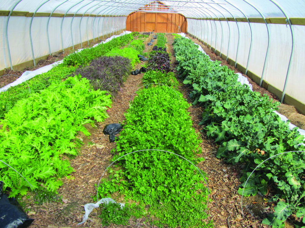 High tunnels use grows in Mid-Atlantic region