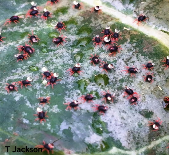 Red-legged winter mites spread in high tunnel leafy greens