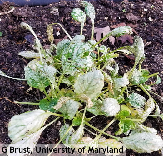 damage caused by red legged winter mites