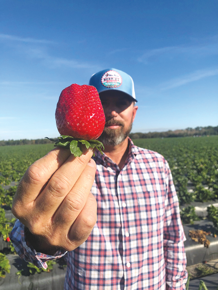 Chris Parks, general manager of Wish Farms' company farm G&D Farms.