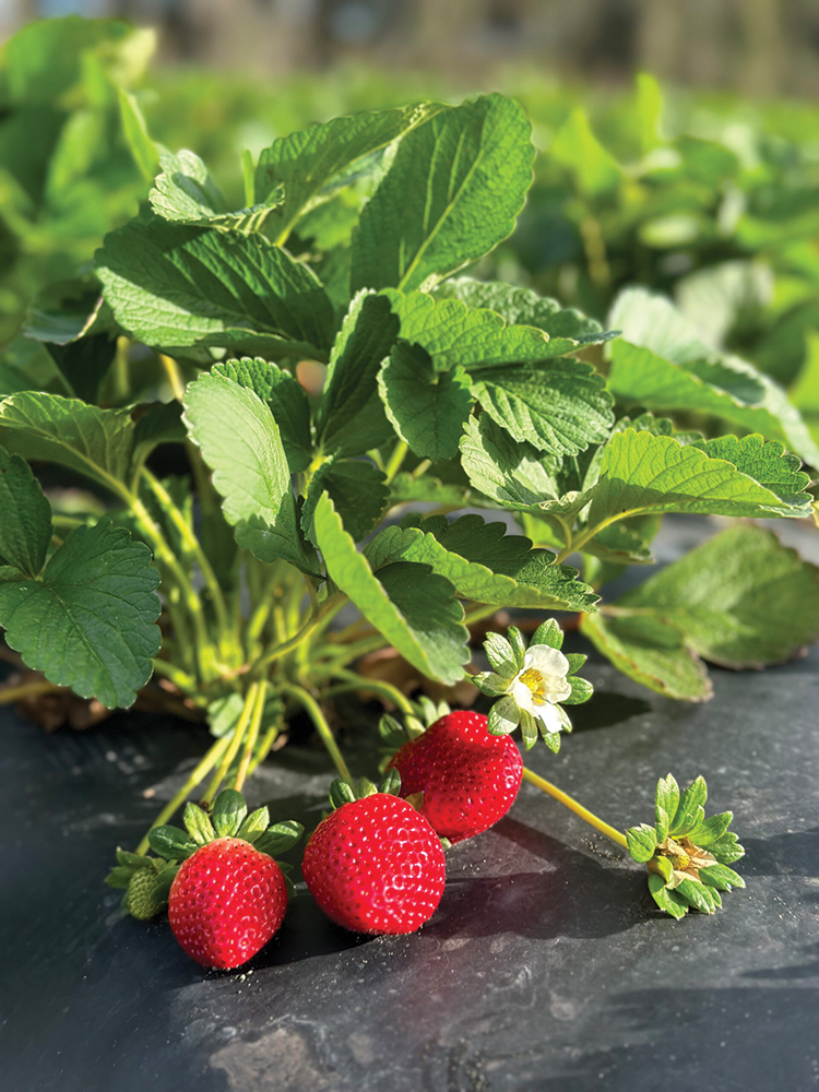 Strawberries are Wish Farms' major berry. The company began growing its own strawberries in the late 1980s.