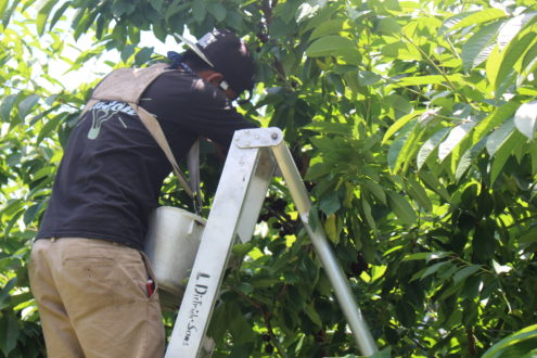 Joint employer liability theory for ag employers expanded