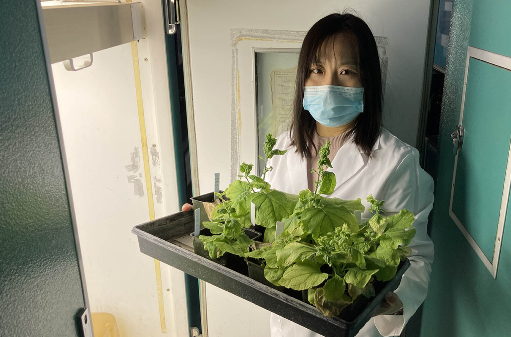 Viral proteins join forces to lower plants’ defense ‘shields’