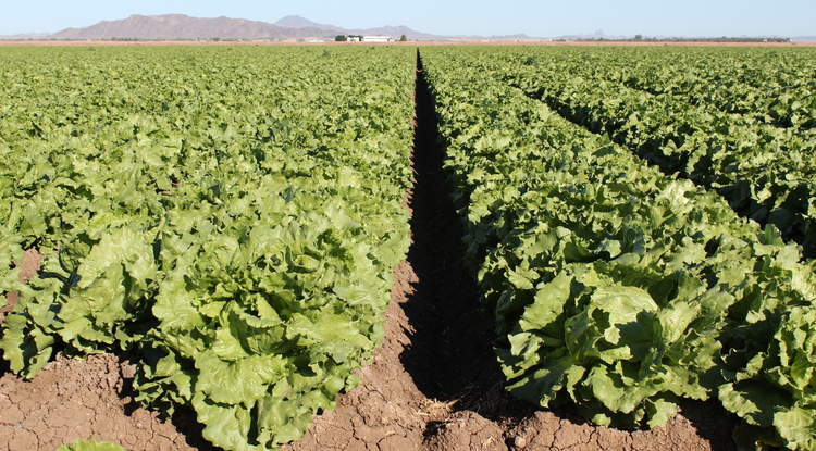 UA offers new food safety undergraduate degree