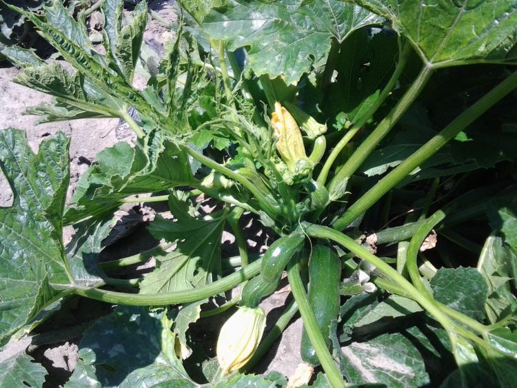 USDA amends bioengineered list on summer squash