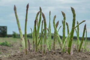 2026 Michigan asparagus harvest underway, consumer marketing push intensifies