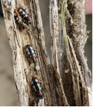 Managing asparagus beetles all year long