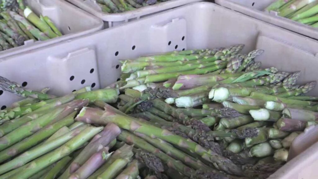 US asparagus growers concerned as import competition grows