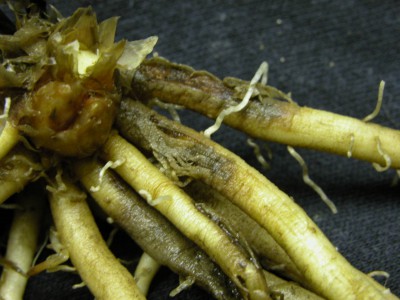 Know symptoms of phytophthora on asparagus crowns, fern