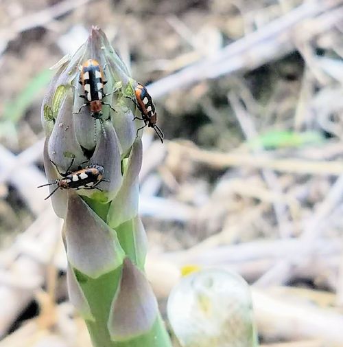 Controlling common asparagus beetle during harvest season