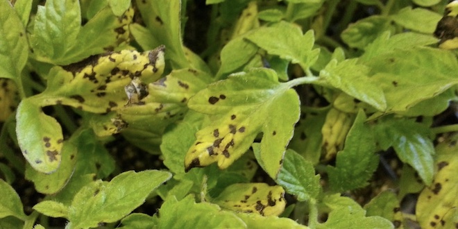 Bacterial leaf spot, copper resistance found in New Jersey tomato, pepper