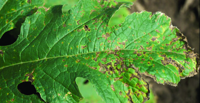 Illinois expertise tackles pumpkin bacterial spot