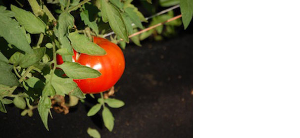 Editorial: Unlocking the tomato genome