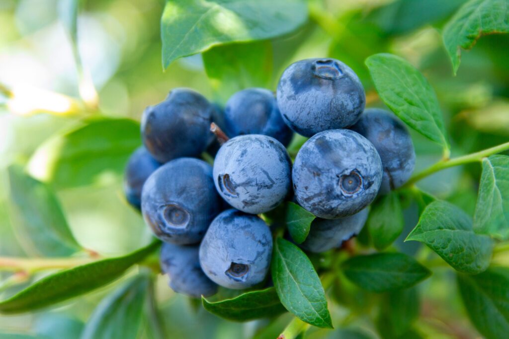 Organic Grower: AC Foods’ sustainable organic betterful Blues