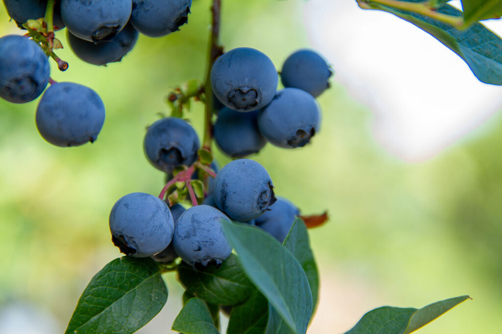 blueberries on bushes at betterful