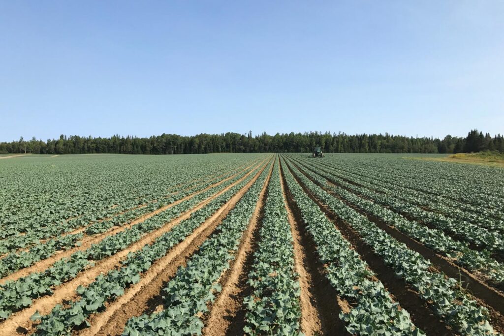 Maine broccoli producer voices concerns for state crop following pesticide sanctions