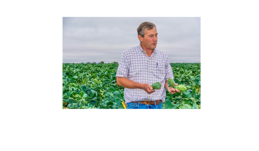 Brussels sprouts nab more acreage as demand grows