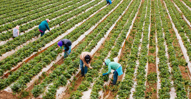 California stay-at-home order happens as ag sector digs in