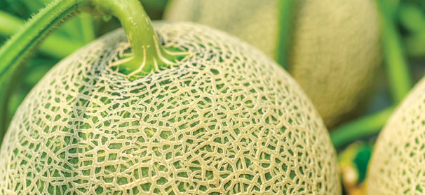 USDA standards removed from some melon crops, celery stalks