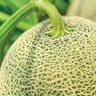 Cantaloupe groups gain traction on safety