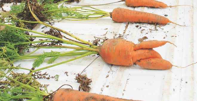 Oceana Research Update & Root Crop Virtual Field Day set in Michigan