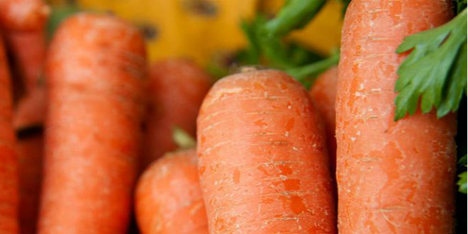 Carrot genome paints picture of domestication