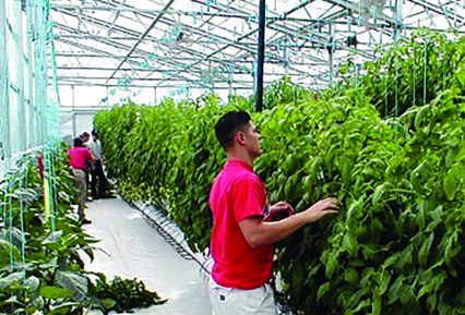 Participants sought for Cornell indoor farm survey