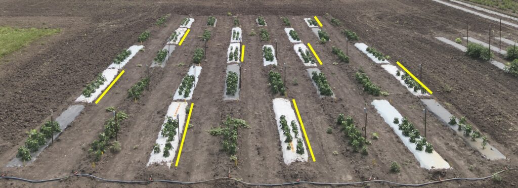 Veg Connections: Cellulose mulch shows promise for sustainable agriculture