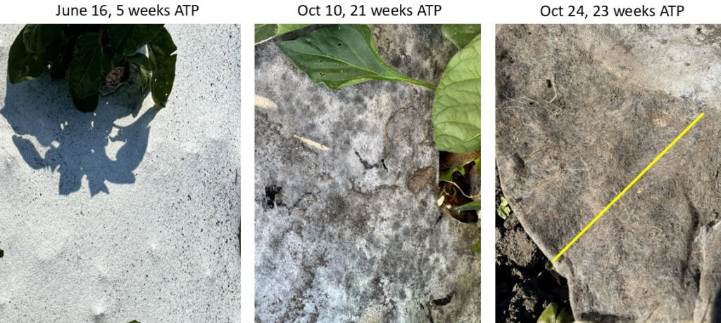 Photo of cellulose mulch 5, 21, and 23 weeks after transplanting.
