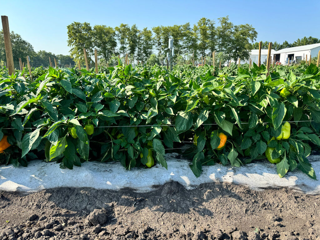 photo of bell pepper variety Flavorburst 12 weeks after transplanting grown in JCM biomulch.