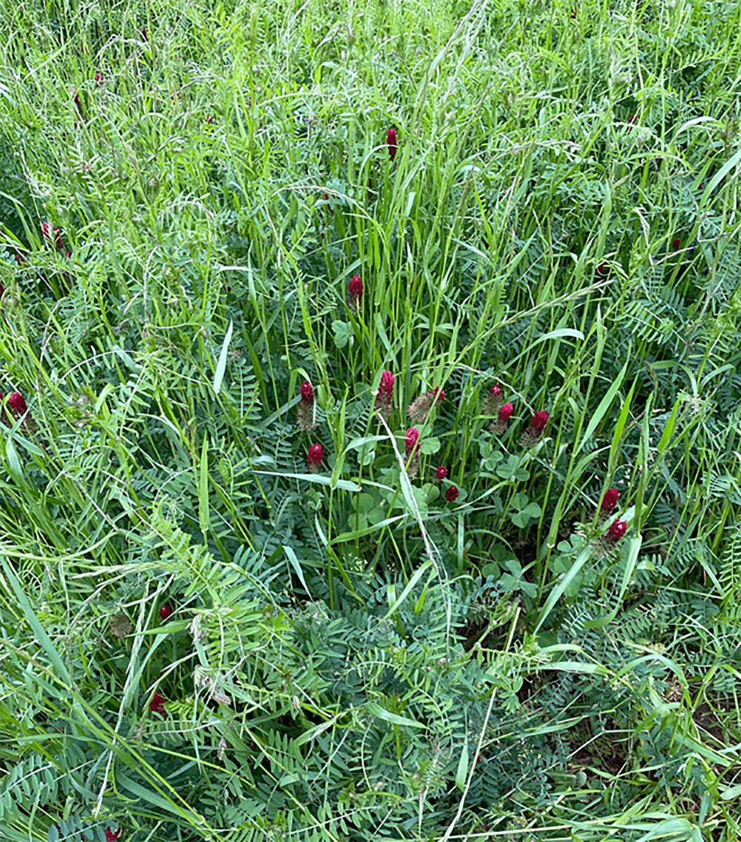 Plan ahead when considering cover crop mixes