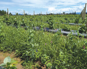 Cover crops may also benefit management of certain soilborne diseases and pests