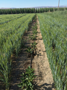 The use of cover crops is emerging as a powerful tool that offers both benefits and challenges in cultivating vibrant yields.