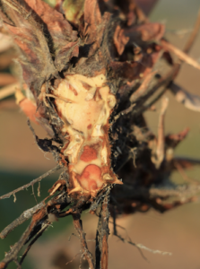 crown of a strawberry plant infected with Macrophomina
