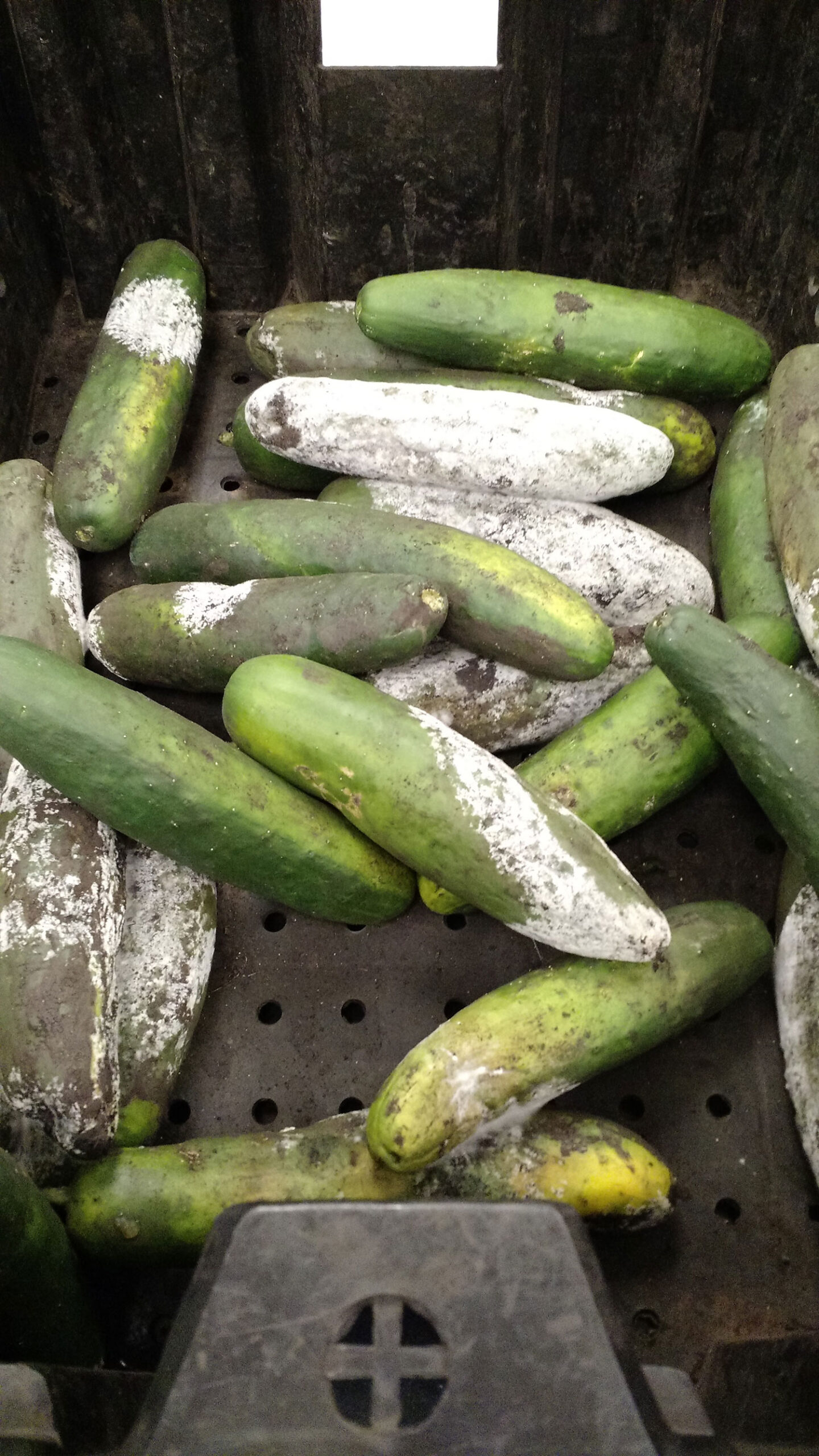Phytophthora blight in cucumbers. Photo by Anna Testen.