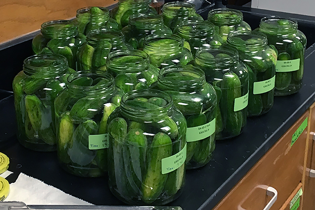 USDA studies health benefits of pickled cucumbers