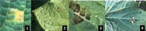 early symptoms of downy mildew on cucumber