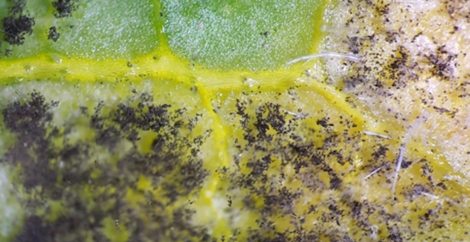 Downy mildew detected on Michigan cucumbers, melons