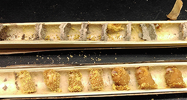 Study: Bee larvae feast on microbial protein