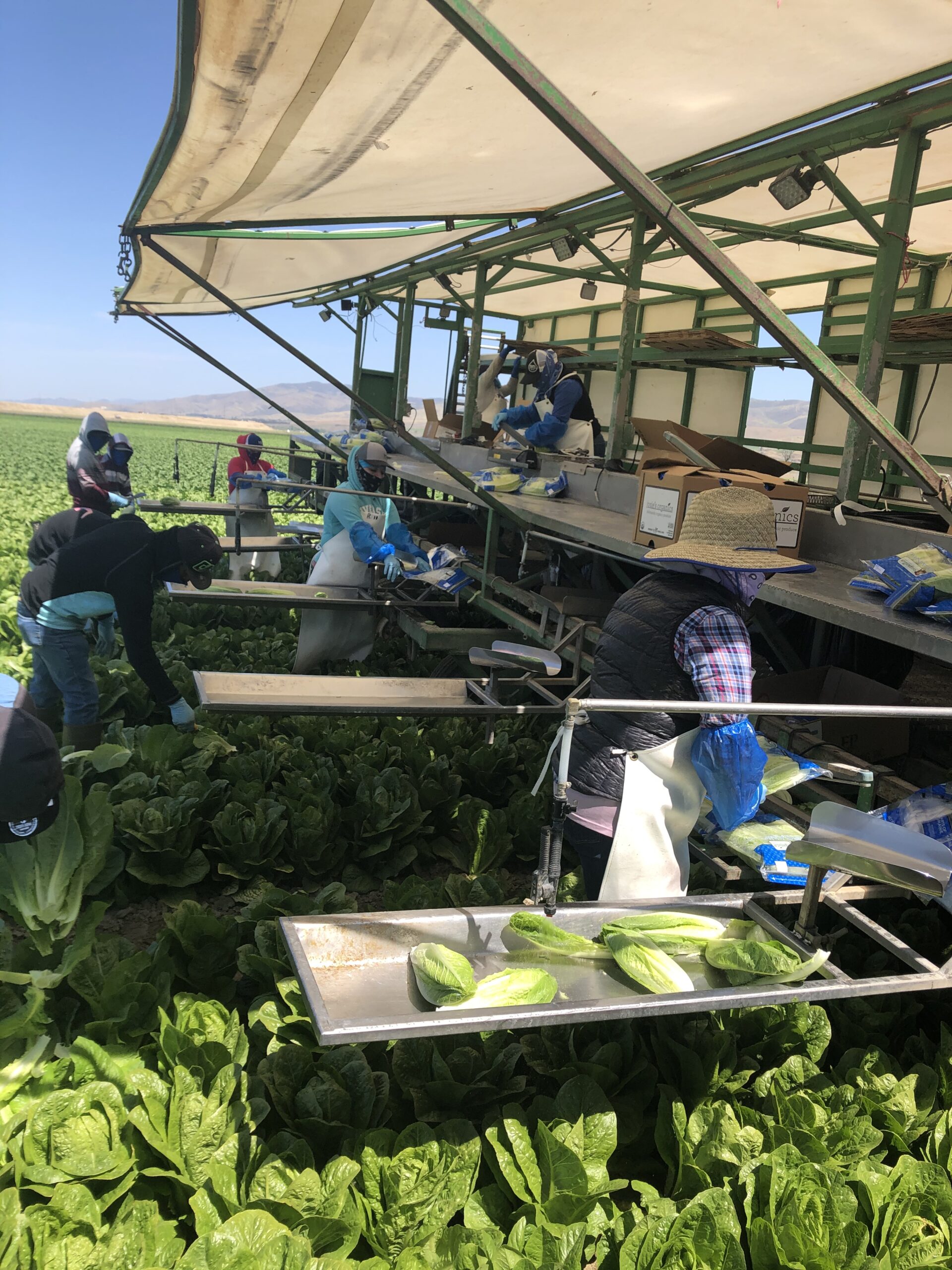 Farm workers in a field during harvest