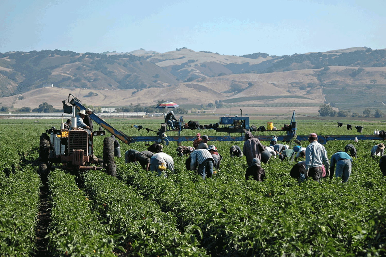 Soaring AEWR costs: Adverse Effect Wage Rates harming growers