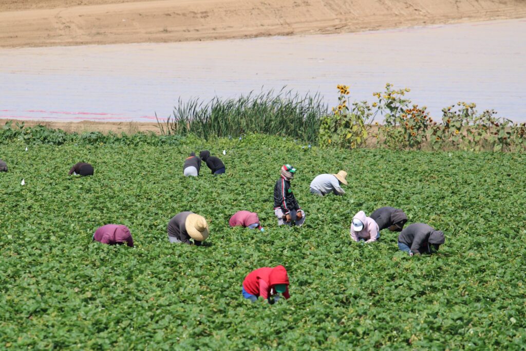 Trump administration teases ag worker solution