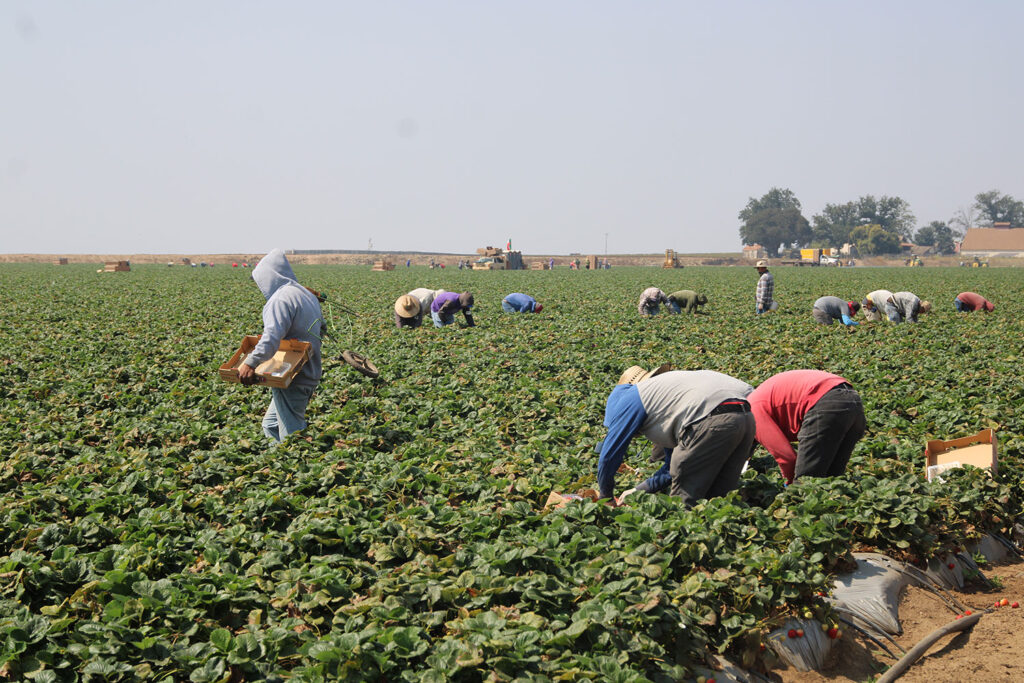 farm labor workers harvesting H-2A H2A AEWR farmworker strawberries