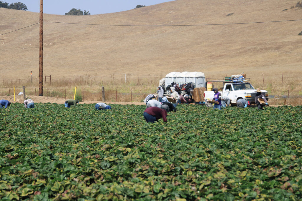 Farm workers in a field harvesting strawberries