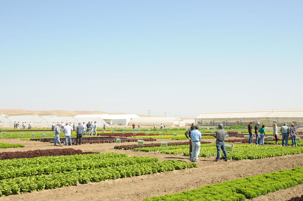 Enza Zaden field days create connections between researchers and growers