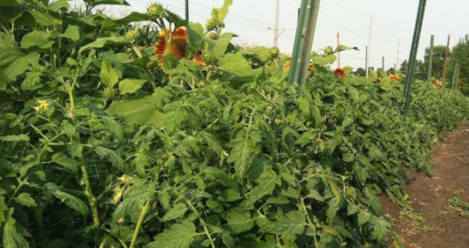 Linear bed foot method determines fertilizer needs for plastic mulch crops