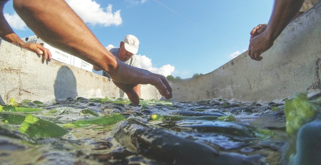 Food safety concerns have roots in ag production