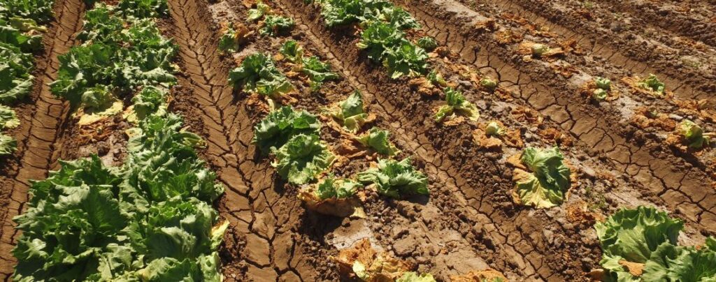 Fusarium wilt of lettuce field day scheduled for Yuma