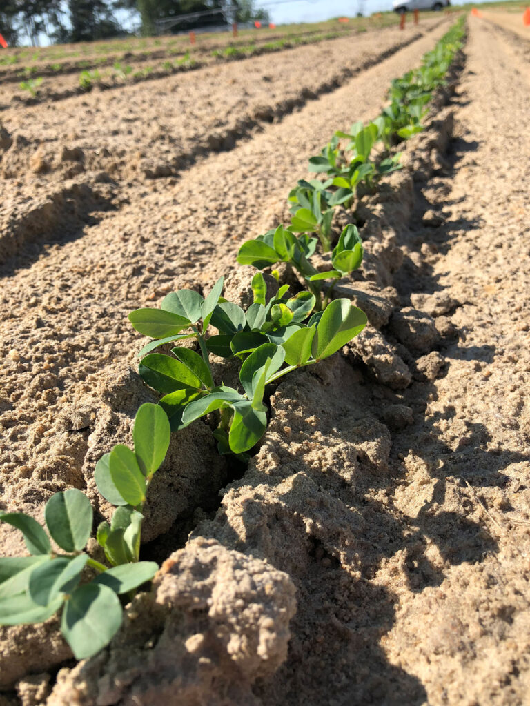 Georgia planting season impacted by El Nino