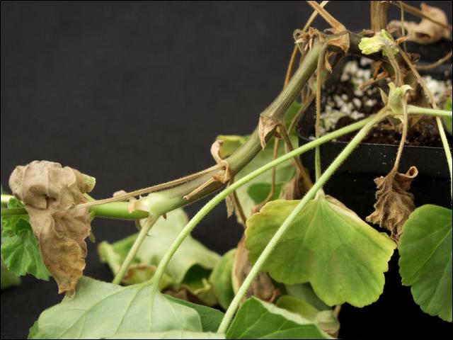 USDA destroying flowers to eradicate Ralstonia bacteria